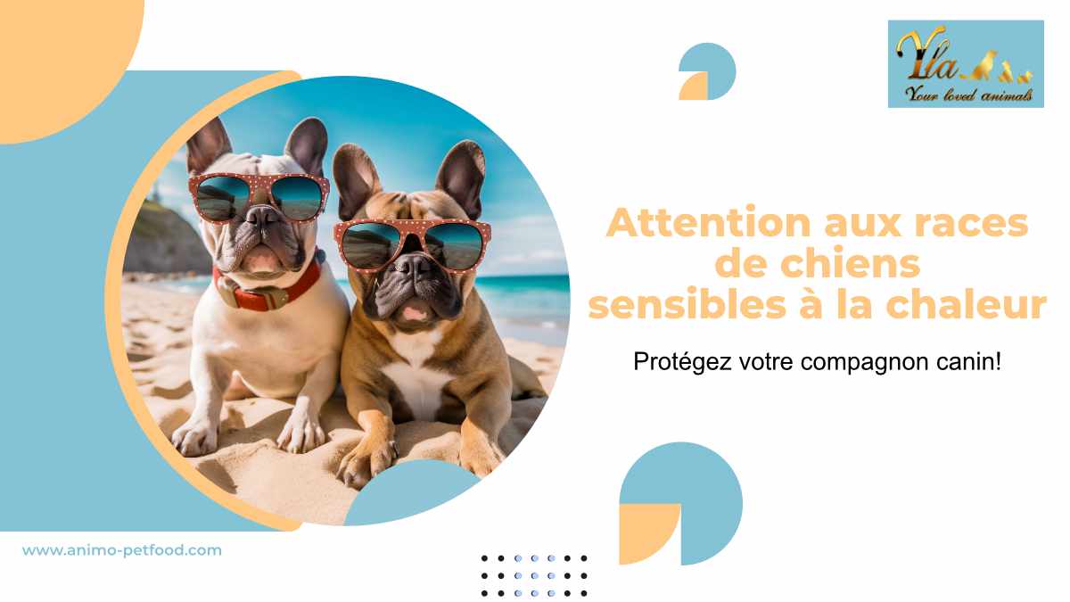 races-de-chien-sensibles-a-la-chaleur-prevetion-coup-de-chaleur